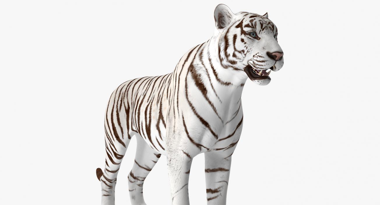 3D White Tiger