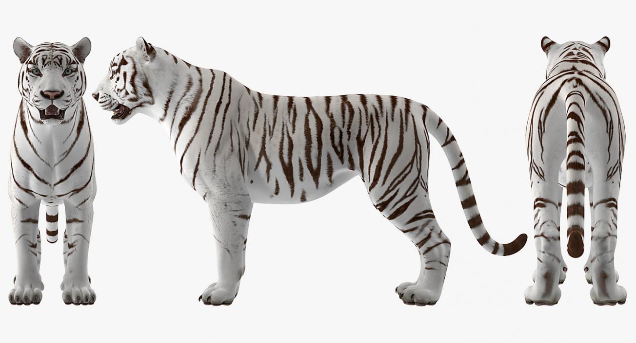 3D White Tiger