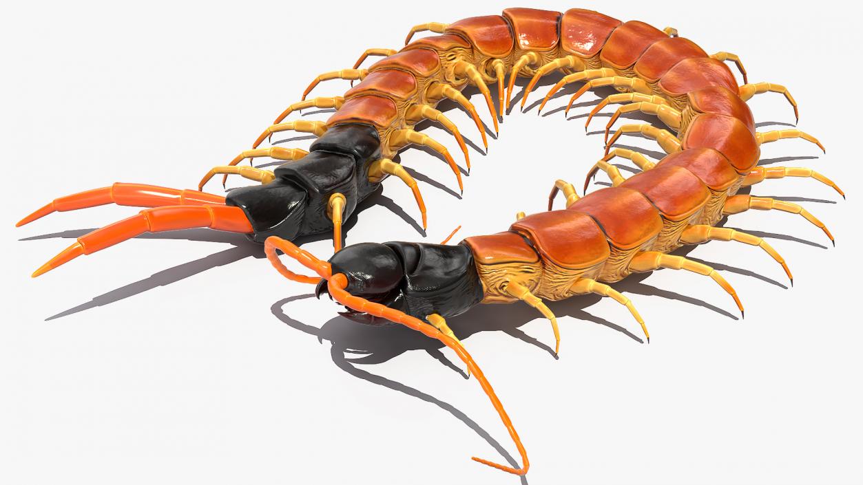 Scolopendra Heros Arizonensis 3D model