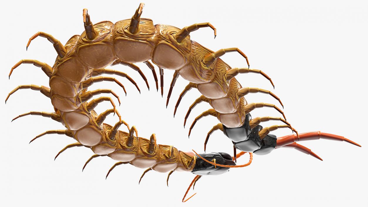 Scolopendra Heros Arizonensis 3D model