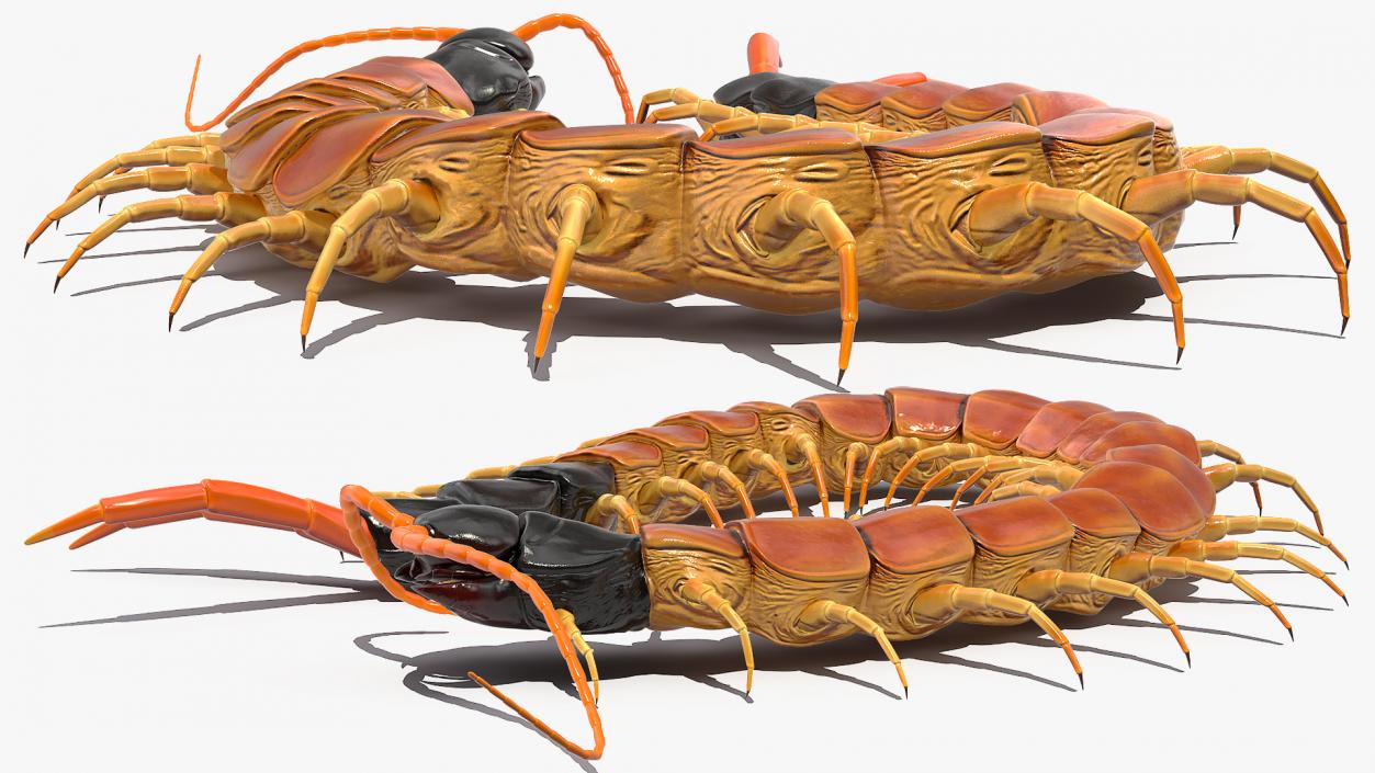 Scolopendra Heros Arizonensis 3D model