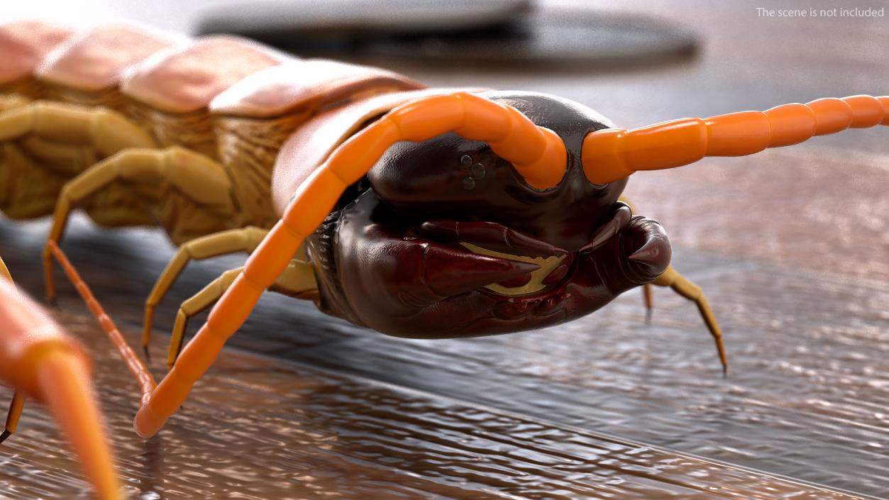 Scolopendra Heros Arizonensis 3D model