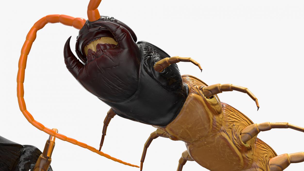 Scolopendra Heros Arizonensis 3D model