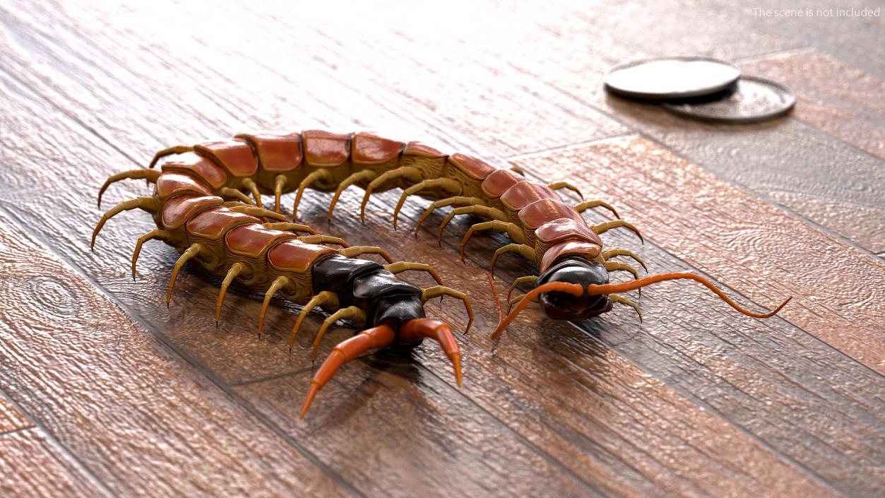 Scolopendra Heros Arizonensis 3D model