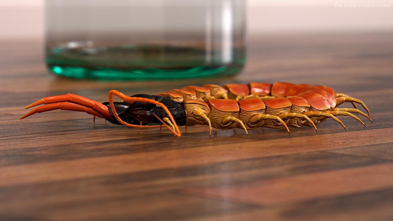 Scolopendra Heros Arizonensis 3D model