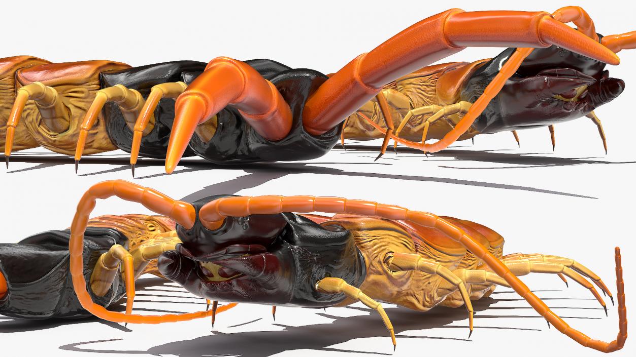 Scolopendra Heros Arizonensis 3D model