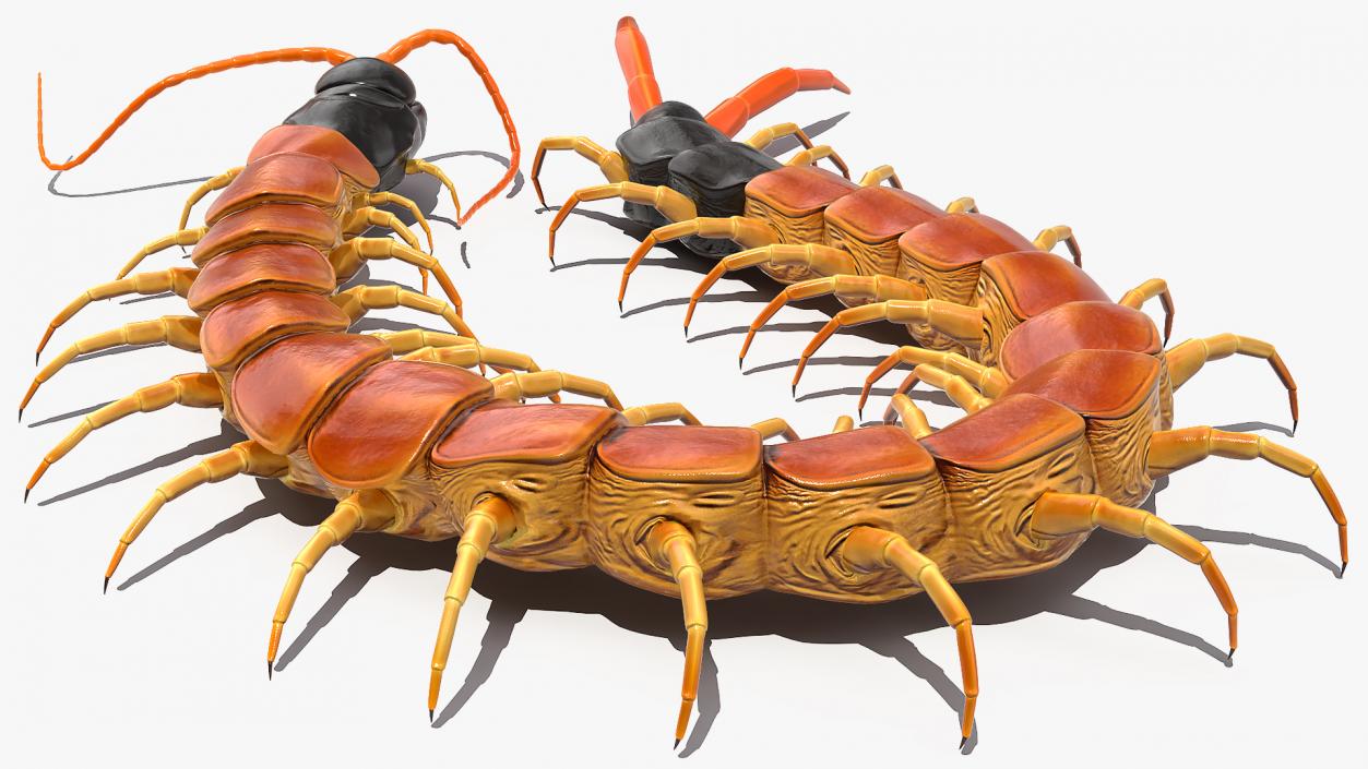 Scolopendra Heros Arizonensis 3D model