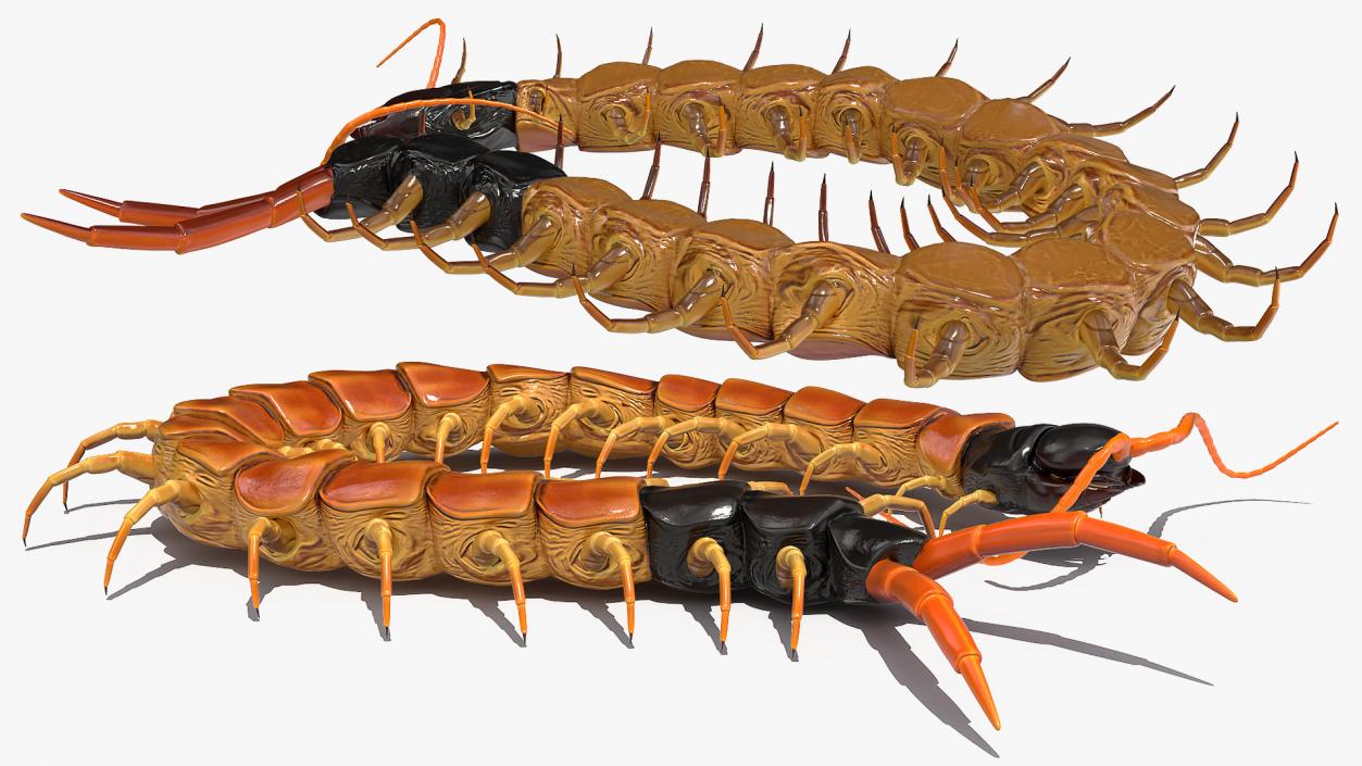 Scolopendra Heros Arizonensis 3D model