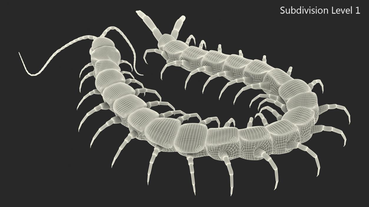 Scolopendra Heros Arizonensis 3D model