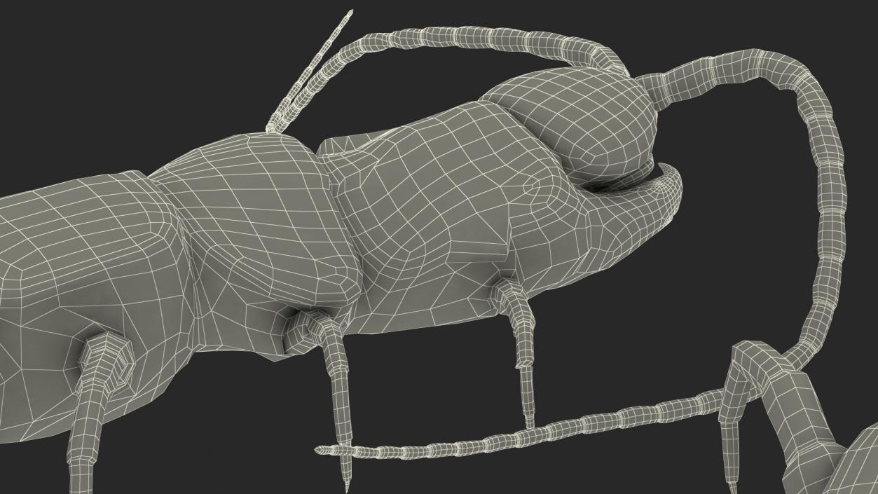 Scolopendra Heros Arizonensis 3D model