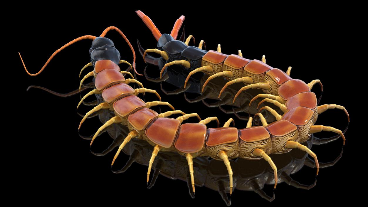 Scolopendra Heros Arizonensis 3D model