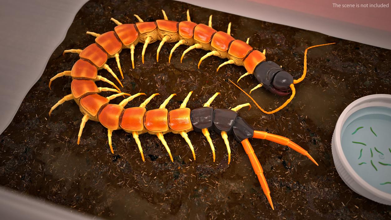 Scolopendra Heros Arizonensis 3D model