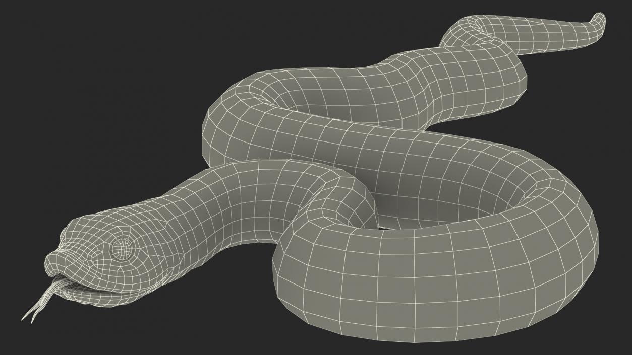 Coiled Red Hognose Snake 3D model