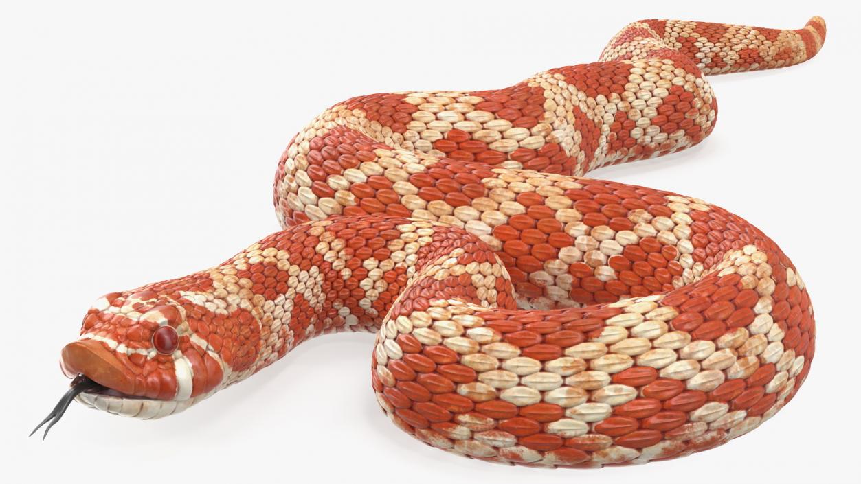 Coiled Red Hognose Snake 3D model