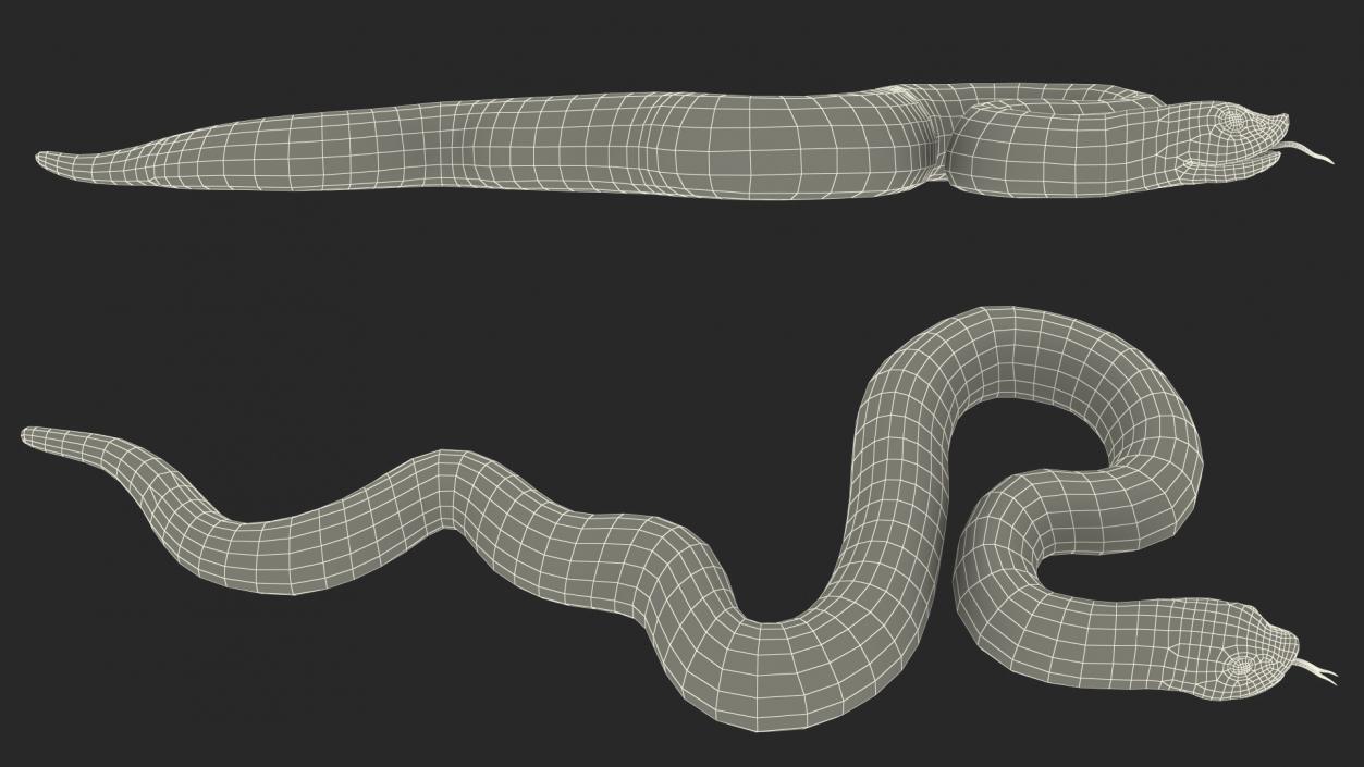 Coiled Red Hognose Snake 3D model