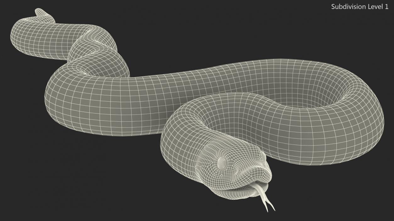 Coiled Red Hognose Snake 3D model