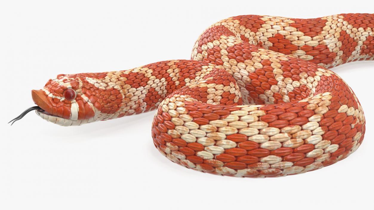 Coiled Red Hognose Snake 3D model