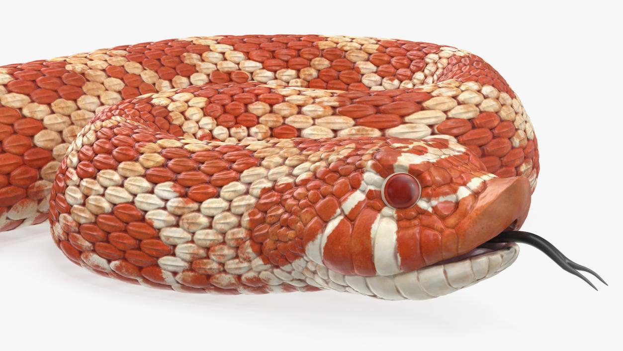 Coiled Red Hognose Snake 3D model