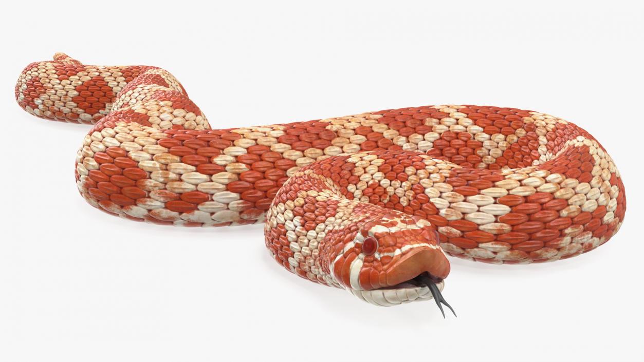 Coiled Red Hognose Snake 3D model