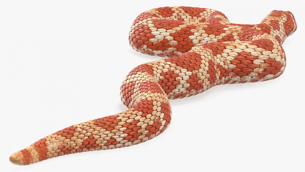 Coiled Red Hognose Snake 3D model