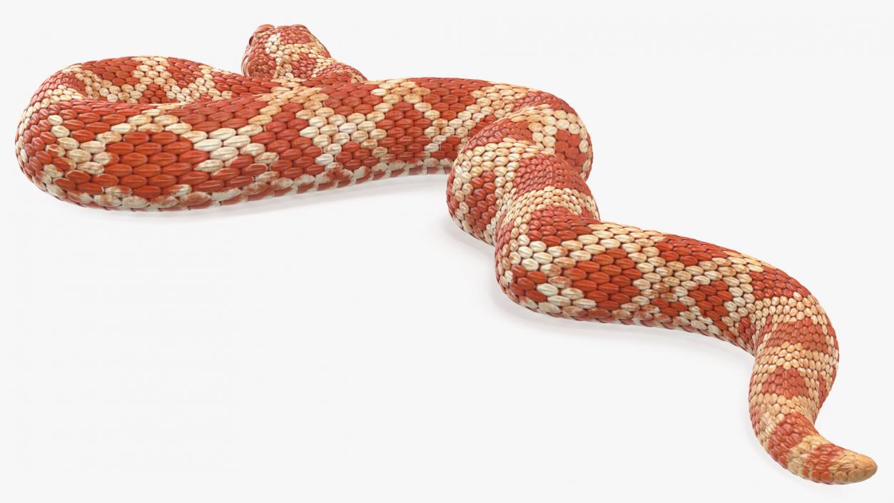 Coiled Red Hognose Snake 3D model