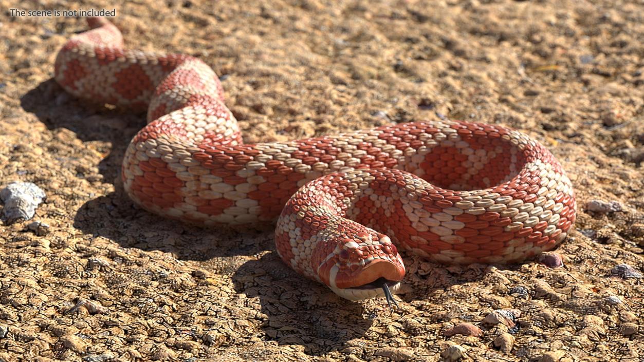 Coiled Red Hognose Snake 3D model