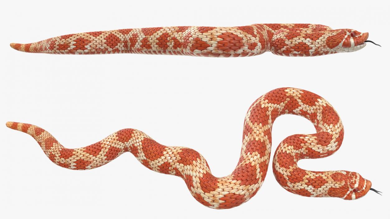 Coiled Red Hognose Snake 3D model