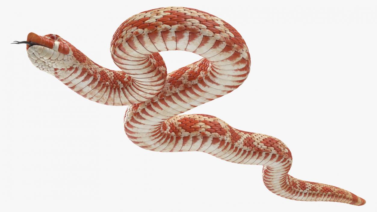 Coiled Red Hognose Snake 3D model