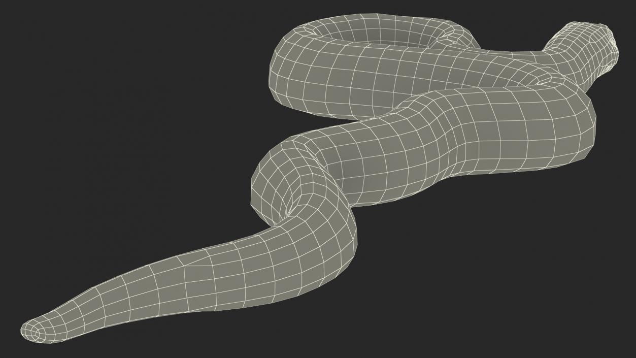 Coiled Red Hognose Snake 3D model