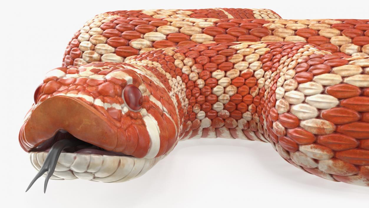 Coiled Red Hognose Snake 3D model