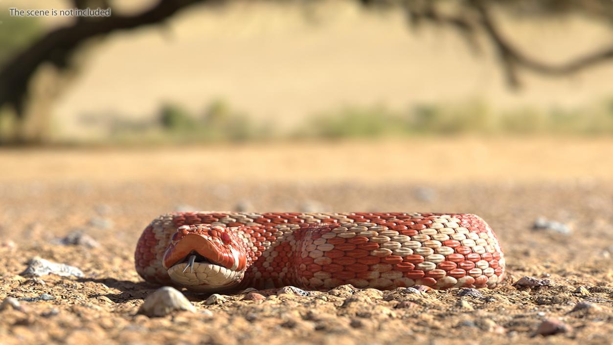 Coiled Red Hognose Snake 3D model