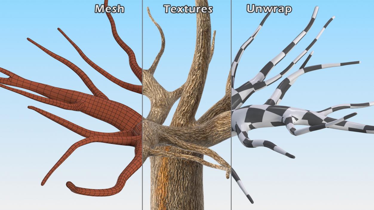 Morus Trees Collection 3D