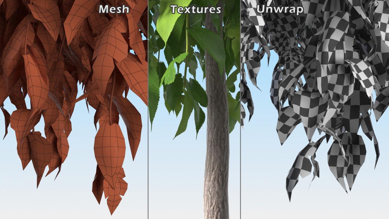 Morus Trees Collection 3D