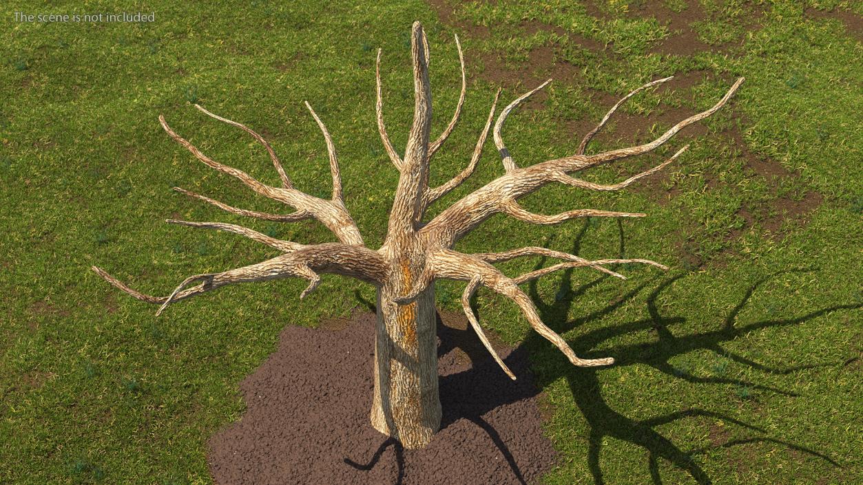 Morus Trees Collection 3D