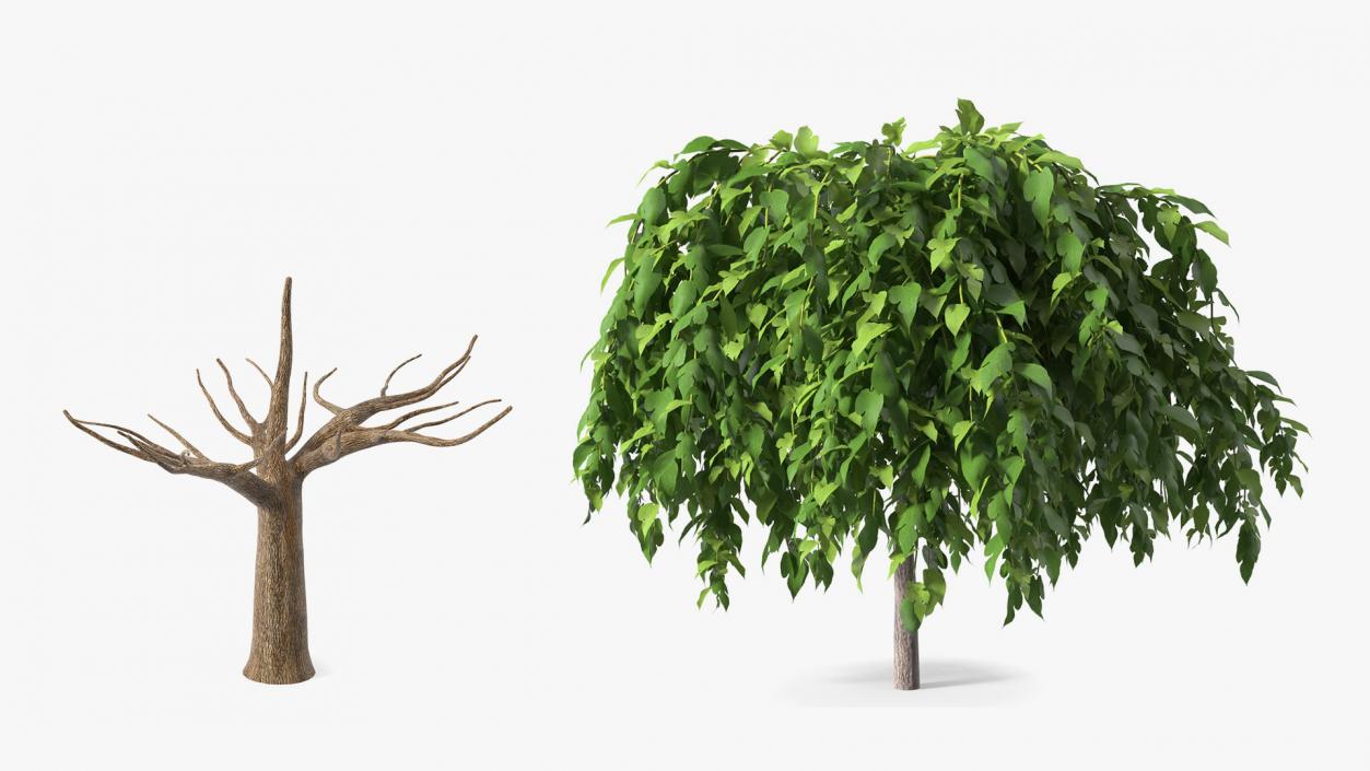 Morus Trees Collection 3D