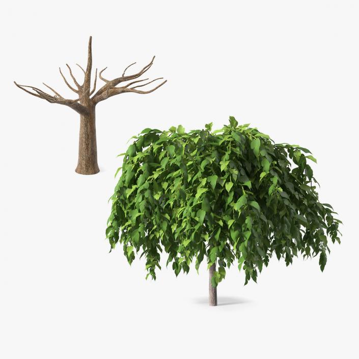 Morus Trees Collection 3D