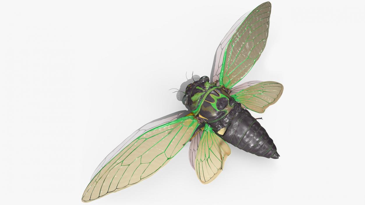 3D model Cicada