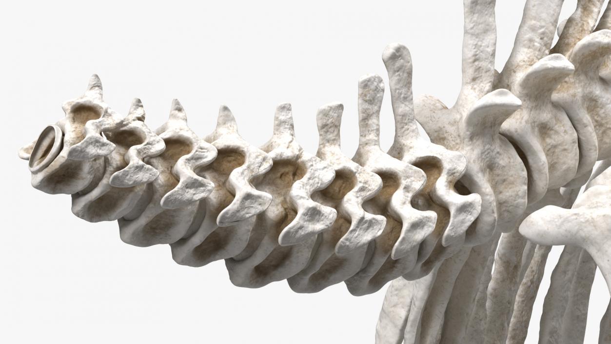 Mammoth Spine Skeleton 3D