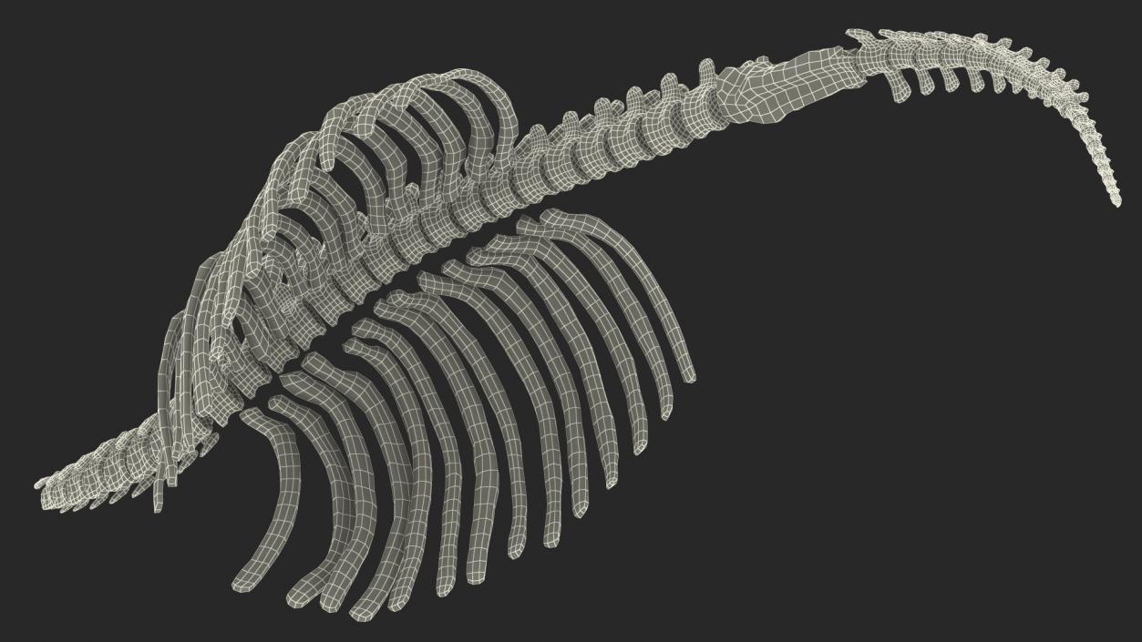 Mammoth Spine Skeleton 3D