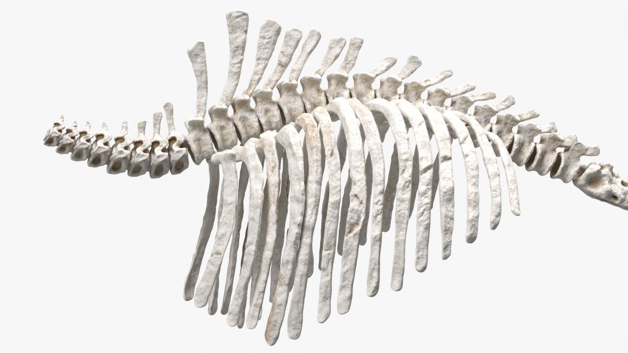 Mammoth Spine Skeleton 3D