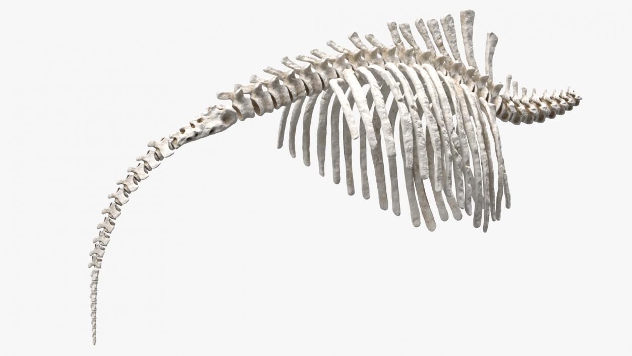 Mammoth Spine Skeleton 3D