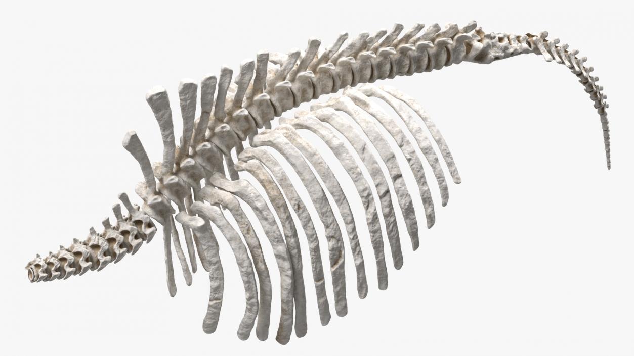 Mammoth Spine Skeleton 3D