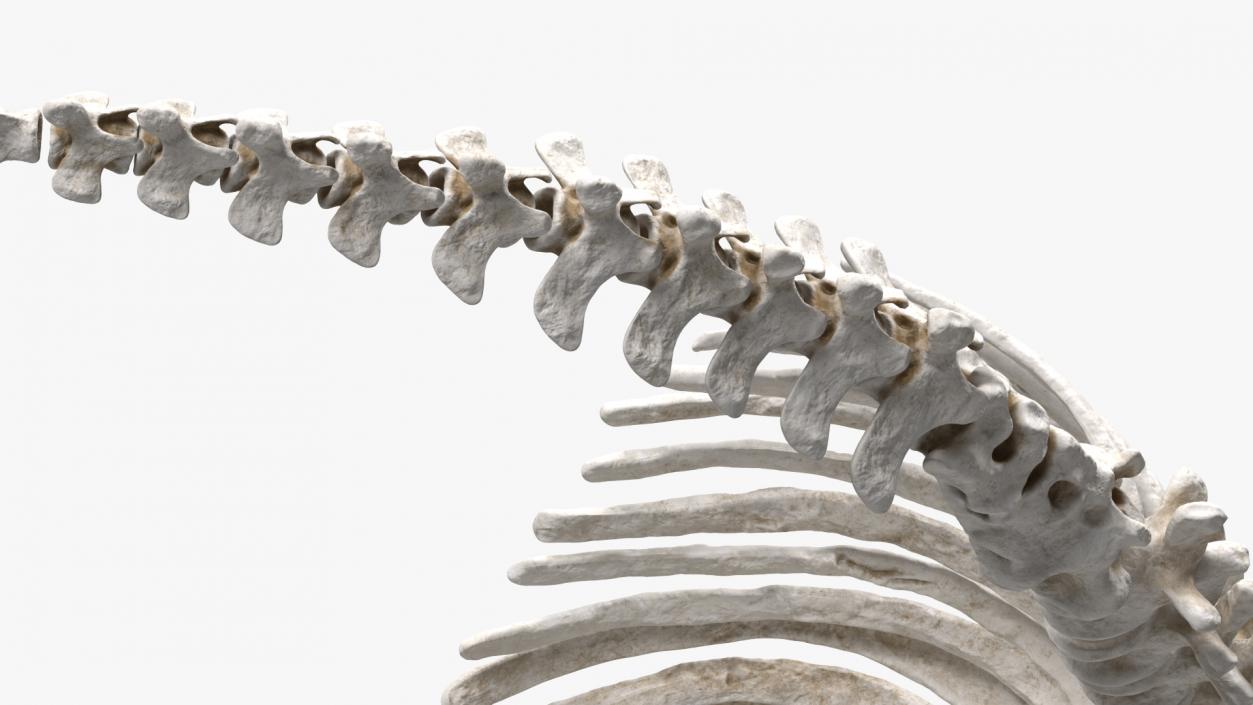 Mammoth Spine Skeleton 3D