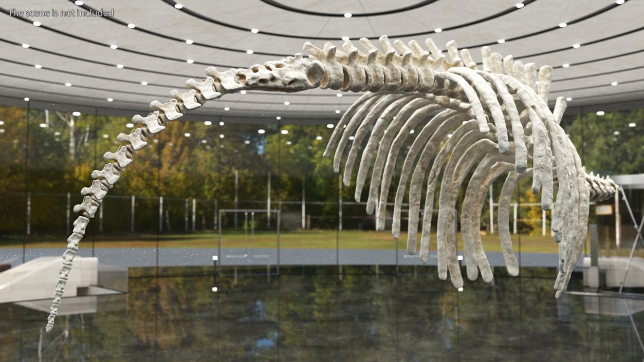 Mammoth Spine Skeleton 3D