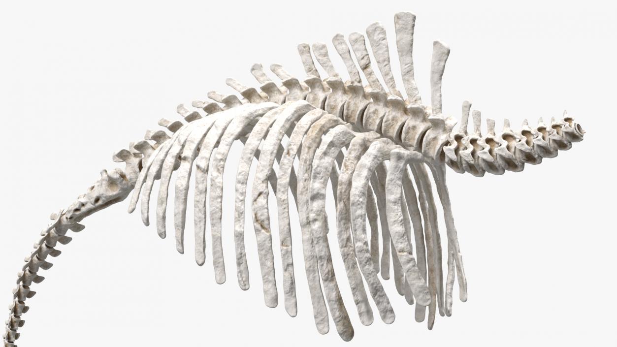 Mammoth Spine Skeleton 3D