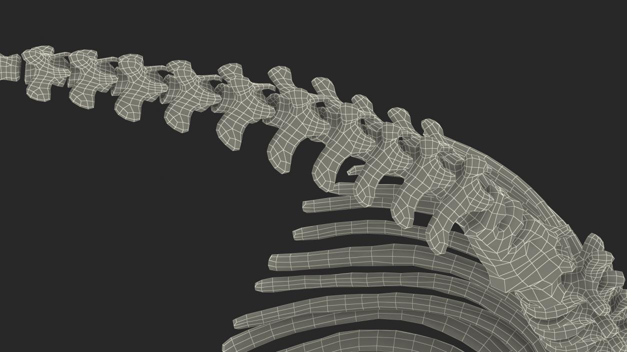 Mammoth Spine Skeleton 3D