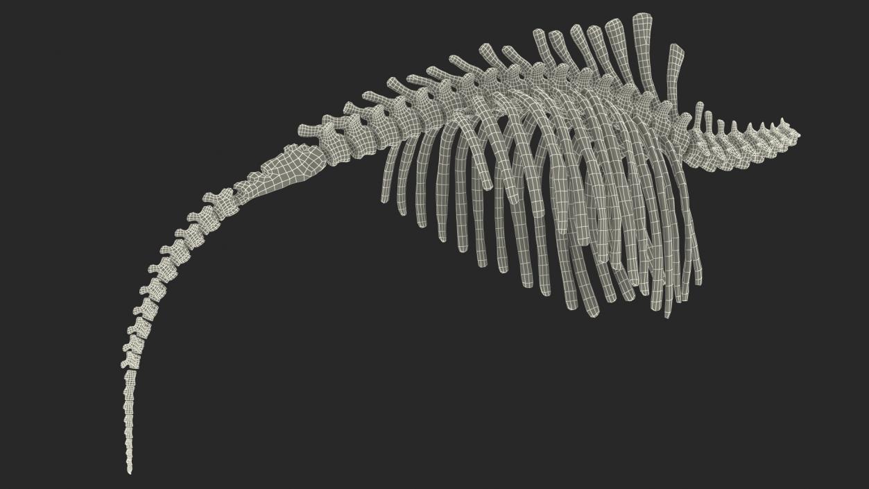 Mammoth Spine Skeleton 3D