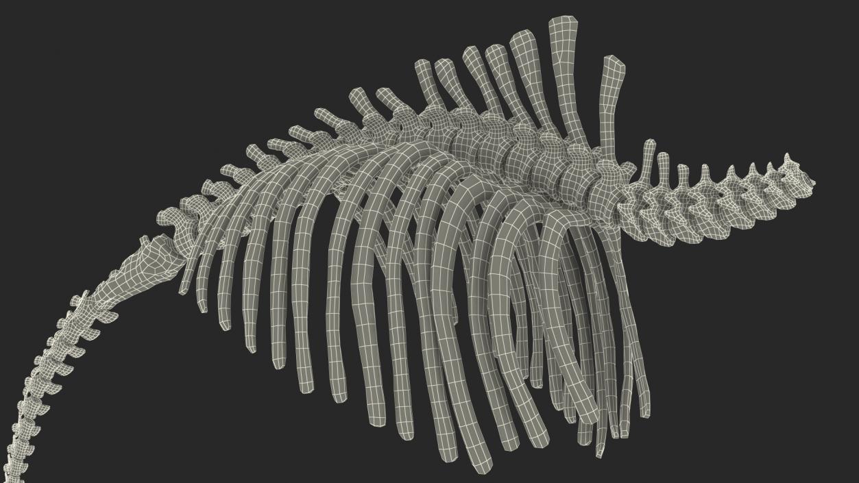 Mammoth Spine Skeleton 3D