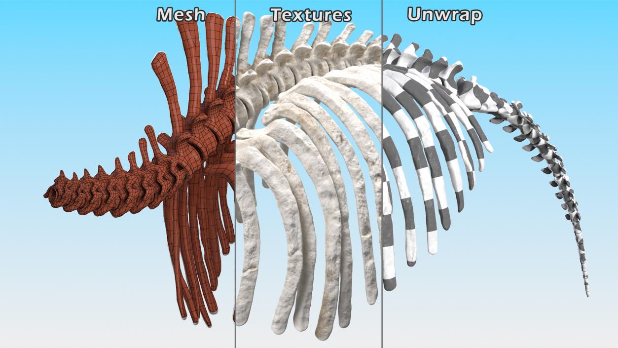 Mammoth Spine Skeleton 3D