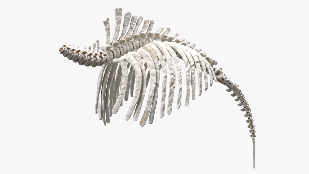 Mammoth Spine Skeleton 3D